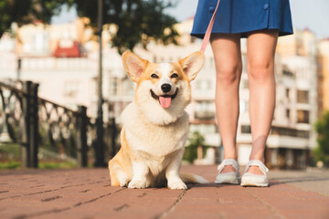 Cropped shot of welsh corgi dog pet sitting close to its host owner young woman teenager girl...