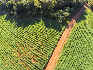 Dirty road  with plantation around