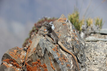 close up of a little lizard on a rock