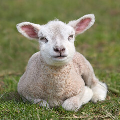 Naklejka na ściany i meble White Flemish lamb in the meadow