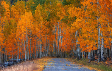 Bright Aspen trees along rural drive in Colorado during autumn time