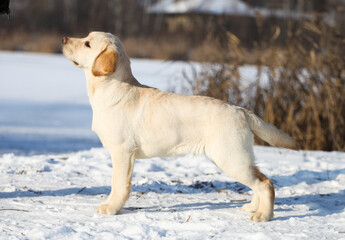 Obraz premium Yellow labrador retriever portrait in the park