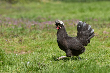 Poland chicken running free range in garden