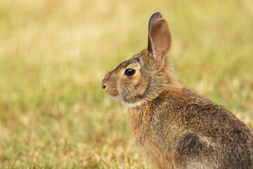 Eastern Cottontail Rabbit, Invasive Species to Vancouver Island, Canada. Closeup with grass background.