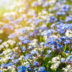 White and blue spring flowers in sun light.