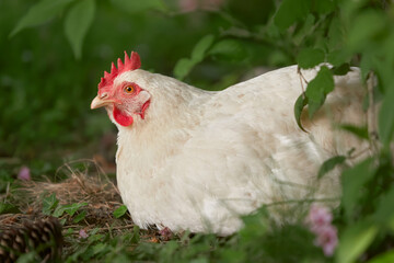 White Sussex chicken free range in garden