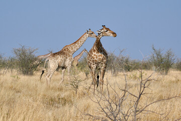 Angolan giraffe herd (Giraffa camelopardalis) in grassland at Etosha national park, Namibia, Africa.