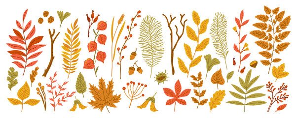 Autumn leaves. Yellow garden leaf, red fall leaf and fallen dry leaves isolated on white. Botanical forest plants or September and October tree foliage. Flat branches with berries, acorns, cones 