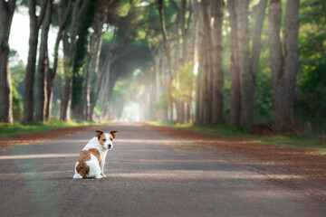 dog on a beautiful path among trees. Jack Russell Terrier in nature at sun