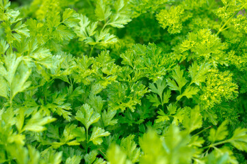 Macro view of fresh green parsley leaves