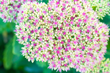 Obraz na płótnie Canvas pink flowers blooming on a blurred background, close-up, background