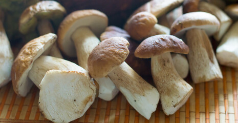 Forest wild mushrooms on a napkin on the table.