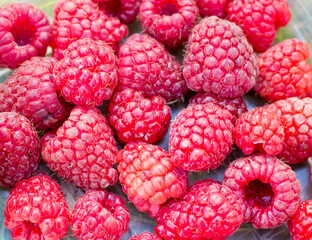 A lot of a tasty juicy raspberry, close-up of berries