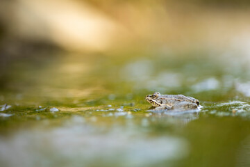 11.08.2021, GER, Bayern, Passau: Kleiner Wasserfrosch (Pelophylax lessonae) in einer Pfütze am Wegesrand.
