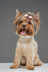 Small cute doggy yorkshire terrier breed isolated on gray