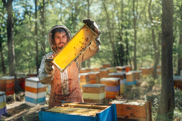 Beekeeper harvest honey in apiary.