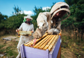 The beekeeper pulls out a frame with honeycombs from the beehive. Harvest honey in the apiary.