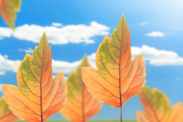 Blue sky and autumn landscape with bright colorful leaves.