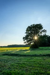 Acrylglasbilder Natur mit großem Baum und Sonnenstern © Snpshts Fotografie