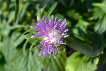 Obraz premium China aster