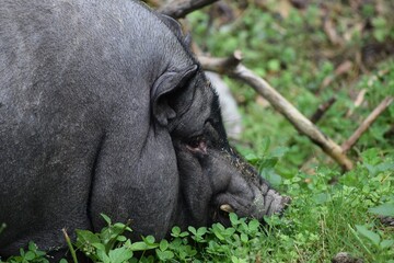 vietnamese Pot-bellied-pig