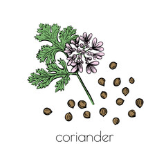 Green coriander sketch flower seeds on white background for print design. Vector illustration. Drawing engraving. Doodle set element.