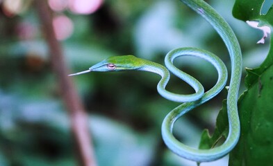 Oriental whip snake in the tree