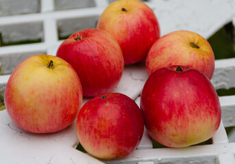 bright red-yellow autumn wild ripe apples are lying on a white bench