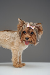 Small cute doggy yorkshire terrier breed isolated on gray