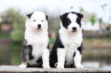 Many Yakut Laika puppies posing for the camera