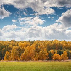 Autumn landscape yellow trees in fall forest under beautiful blue sky with white fluffy clouds - 458087246