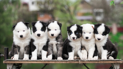 Many Yakut Laika puppies posing for the camera