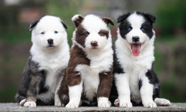 Many Yakut Laika puppies posing for the camera
