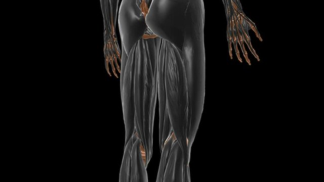 Adductor minimus Muscle Anatomy For Medical Concept 3D