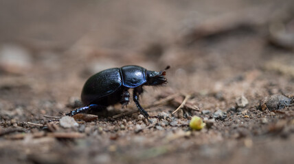 A wood dung beetle walks over a forest path at spring in saarland