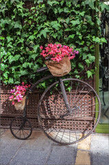 Fototapeta na wymiar Black vintage bike decorated with pink flowers