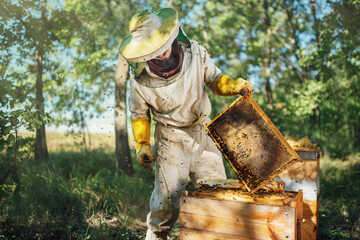 Beekeeper inspecting honeycomb frame at apiary.