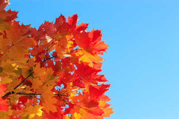 maple leaves in autumn against the sky