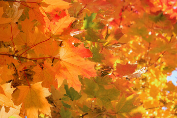 Autumn maple leaves on the sky background