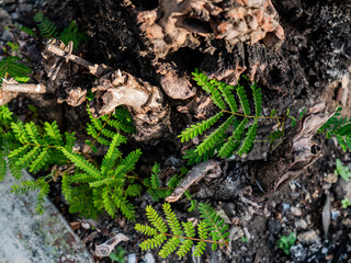 small leaves that grow at the base of the tree
