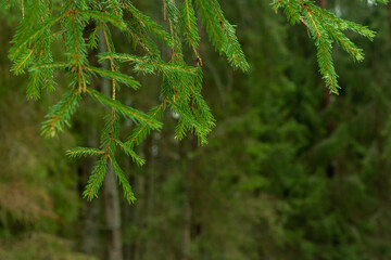 Green branches of spruce in the forest. Natural background, close up