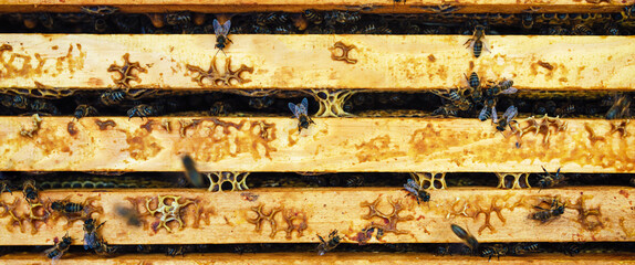 Bees on the wooden beehive. Harvest honey in the apiary.