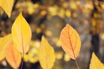 Naklejka na ściany i meble Fall autumn landscape with bright colorful leaves.
