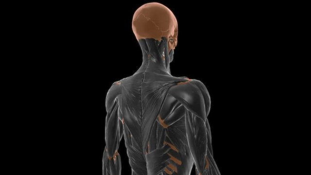 Clavicular part of deltoid Anatomy For Medical Concept 3D