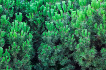 Obraz na płótnie Canvas Fluffy, green needles of a coniferous, evergreen spruce tree.