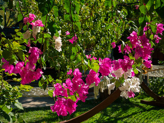 plants and flowers in the park of the Turkish city, palm