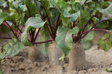 Red beet root plant harvesting in the garden field, macro, closeup, regenerative agriculture,...