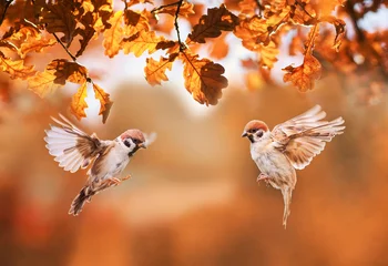 Fotobehang two small birds sparrows fly in the autumn park among the golden leaves © nataba