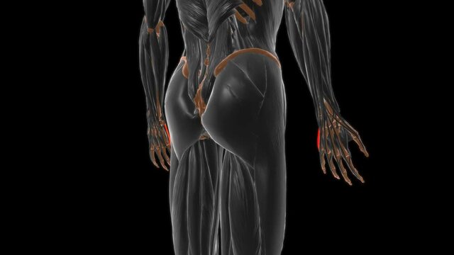 Abductor digiti minimi of hand Anatomy For Medical Concept 3D