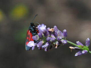 Red insect on lavender